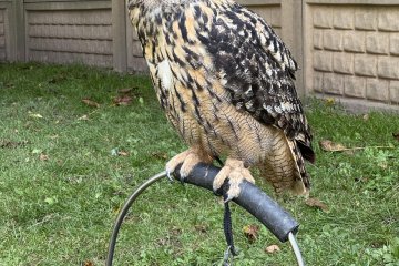 Návštěva z Království sov – nezapomenutelné odpoledne