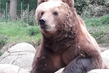 9. A v ZOO